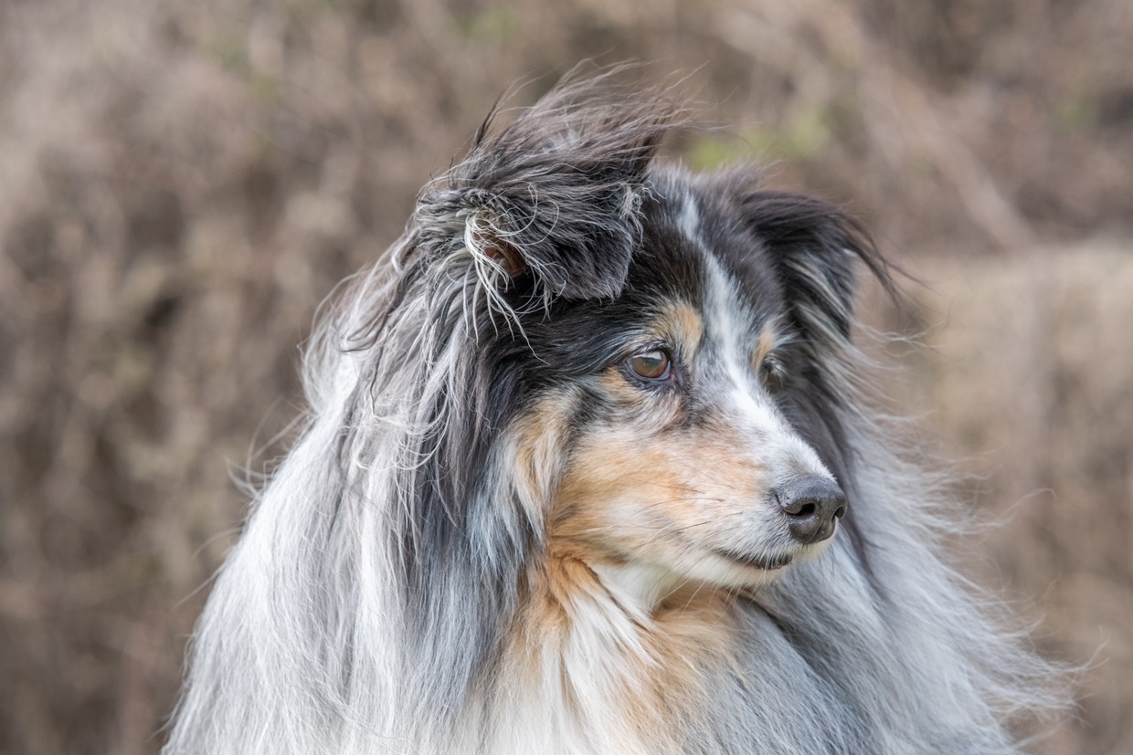Portraits canins et félins — image de couverture de la galerie