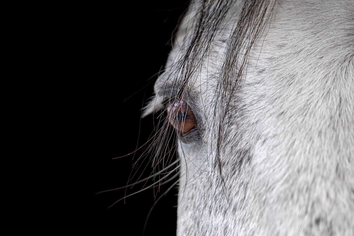 Portraits de chevaux — image de couverture de la galerie