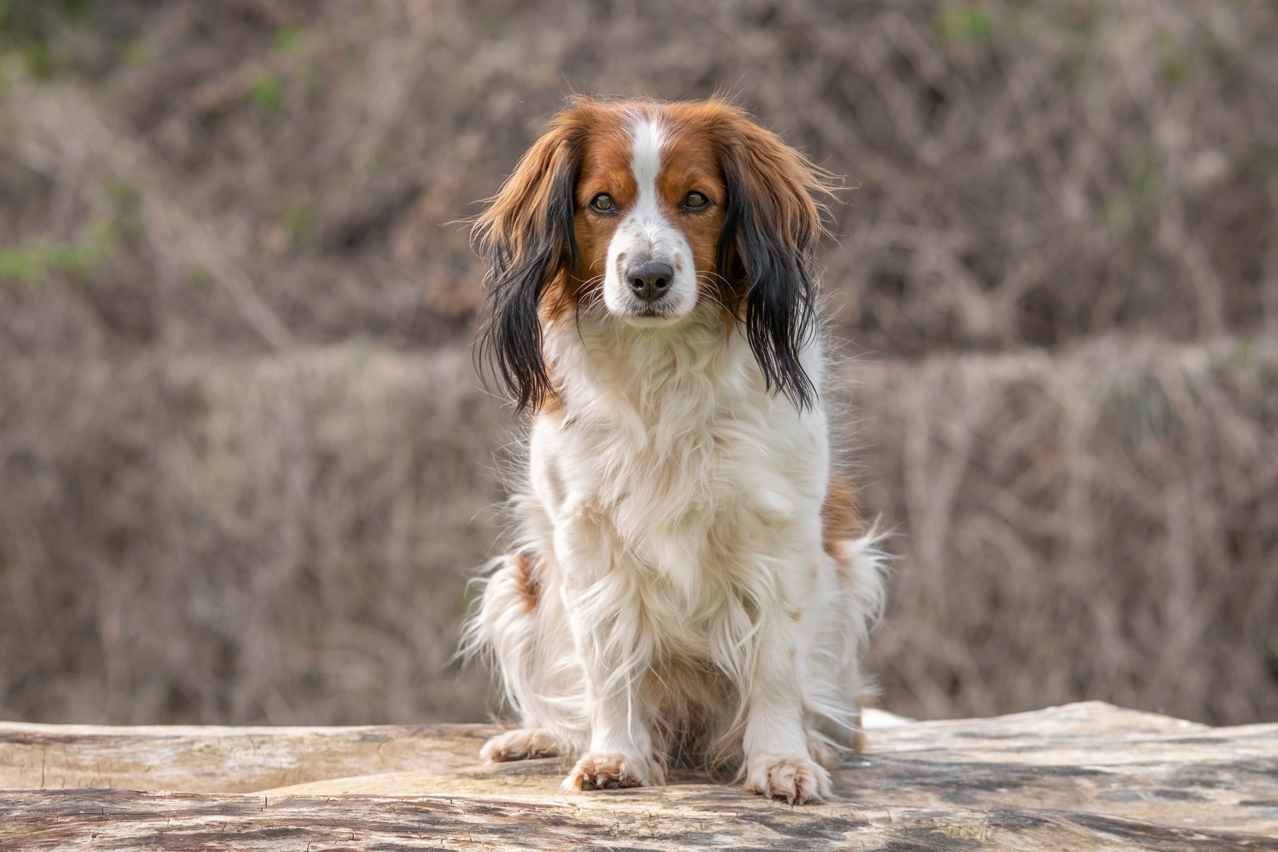 Portraits canins et félins — photographie de Yannic Hobé