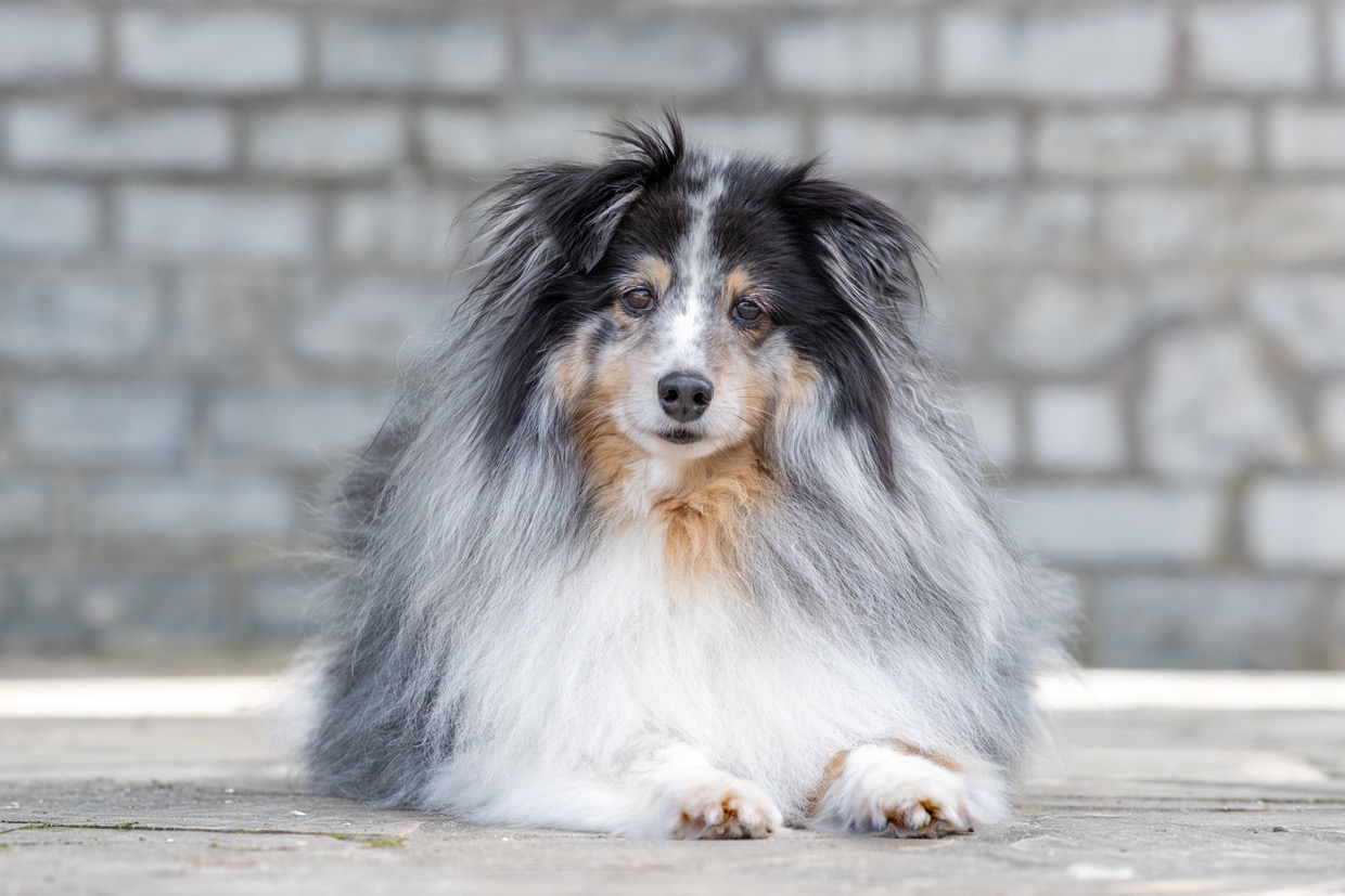 Portraits canins et félins — photographie de Yannic Hobé