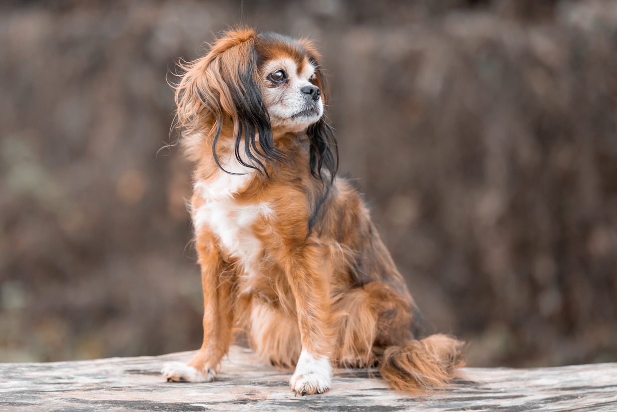 Portraits canins et félins — photographie de Yannic Hobé