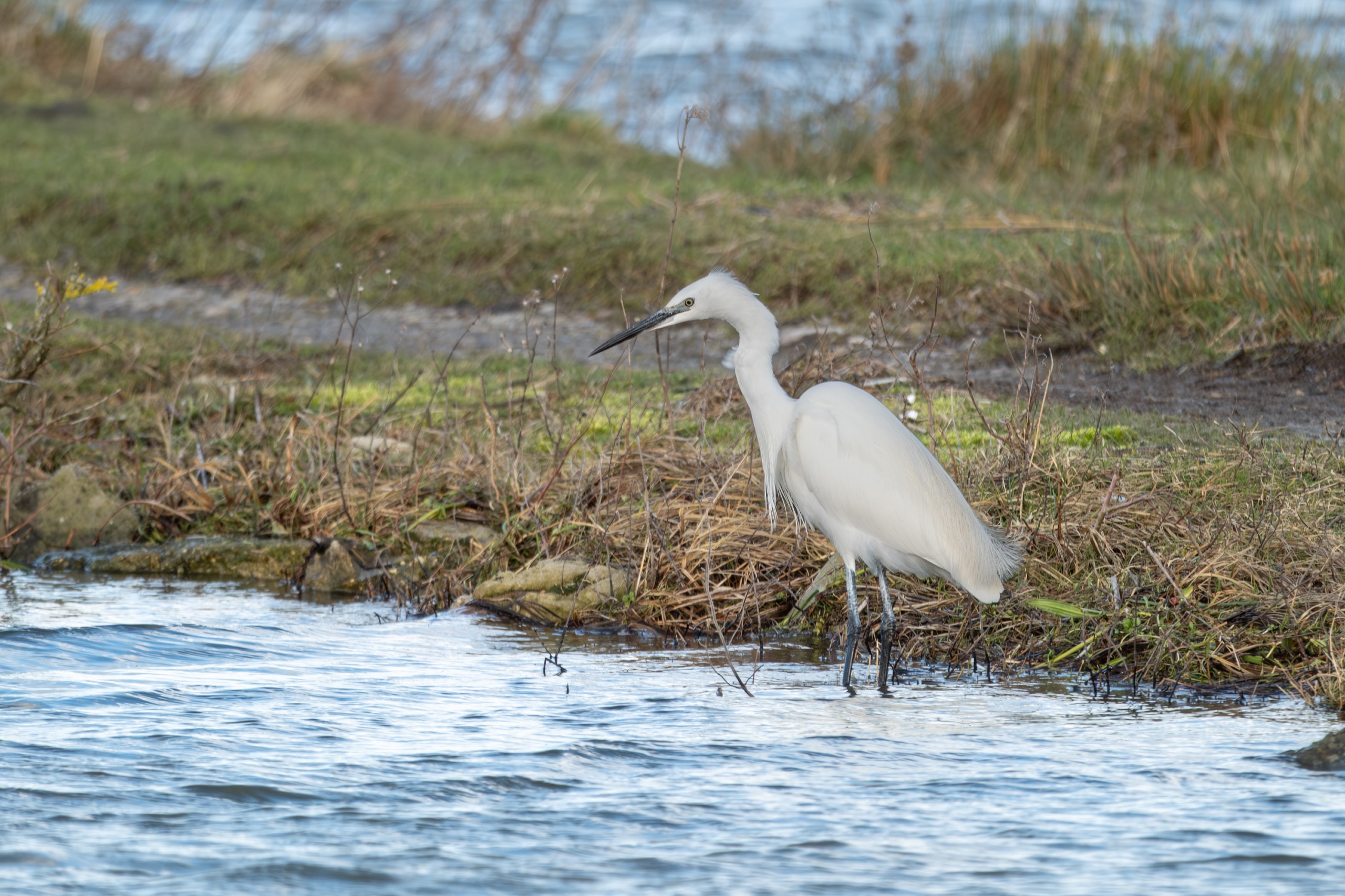 Faune sauvage — photographie de Yannic Hobé