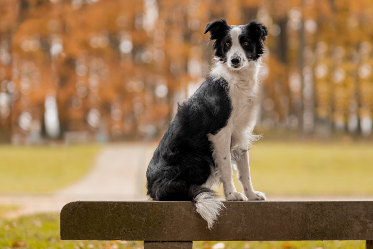 Portraits canins et félins — photographie de Yannic Hobé
