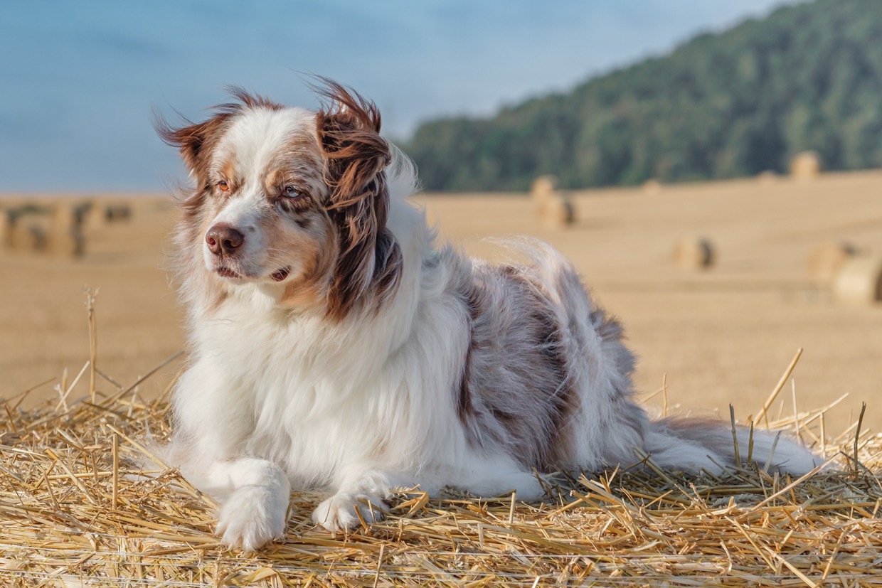 Portraits canins et félins — photographie de Yannic Hobé