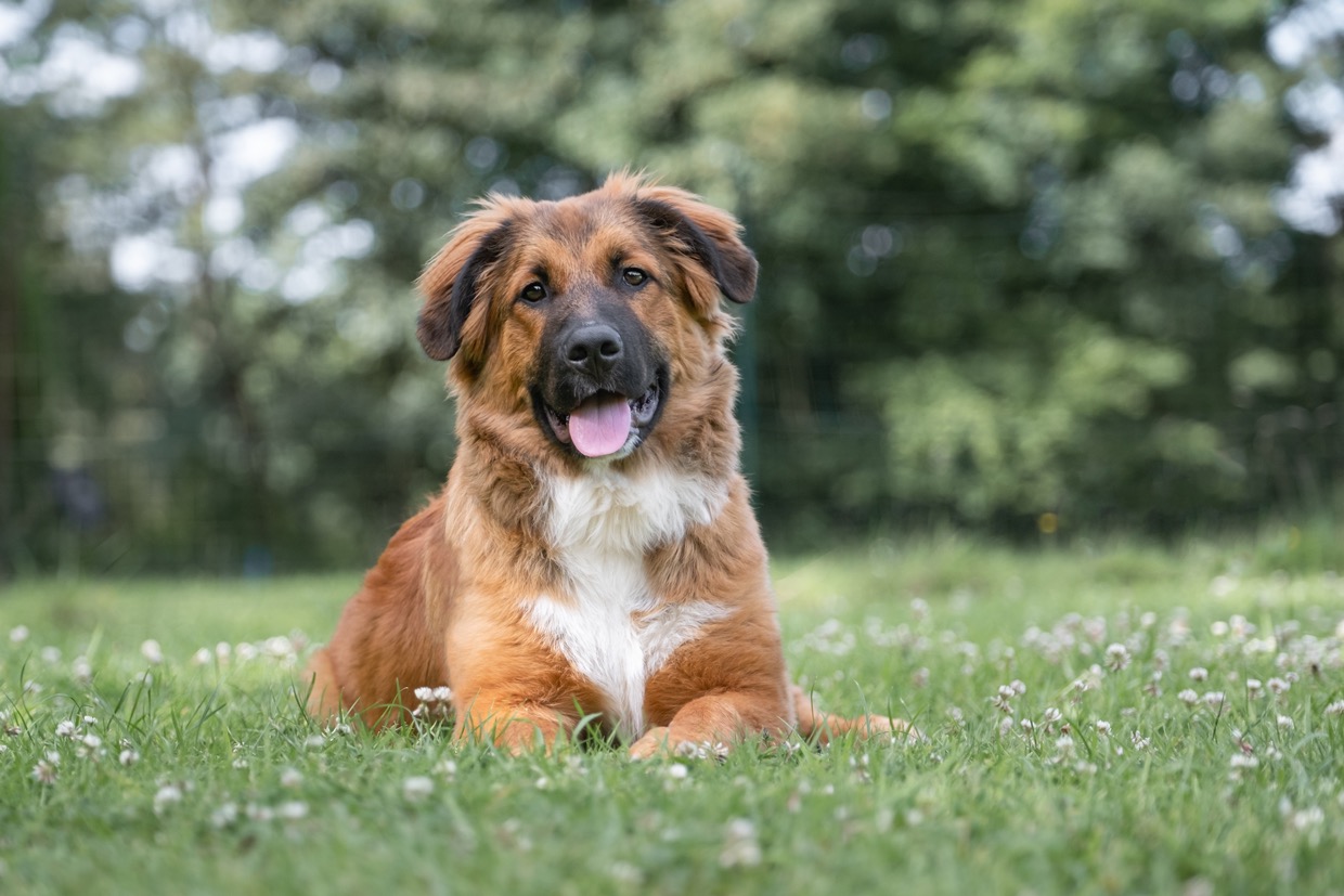 Portraits canins et félins — photographie de Yannic Hobé