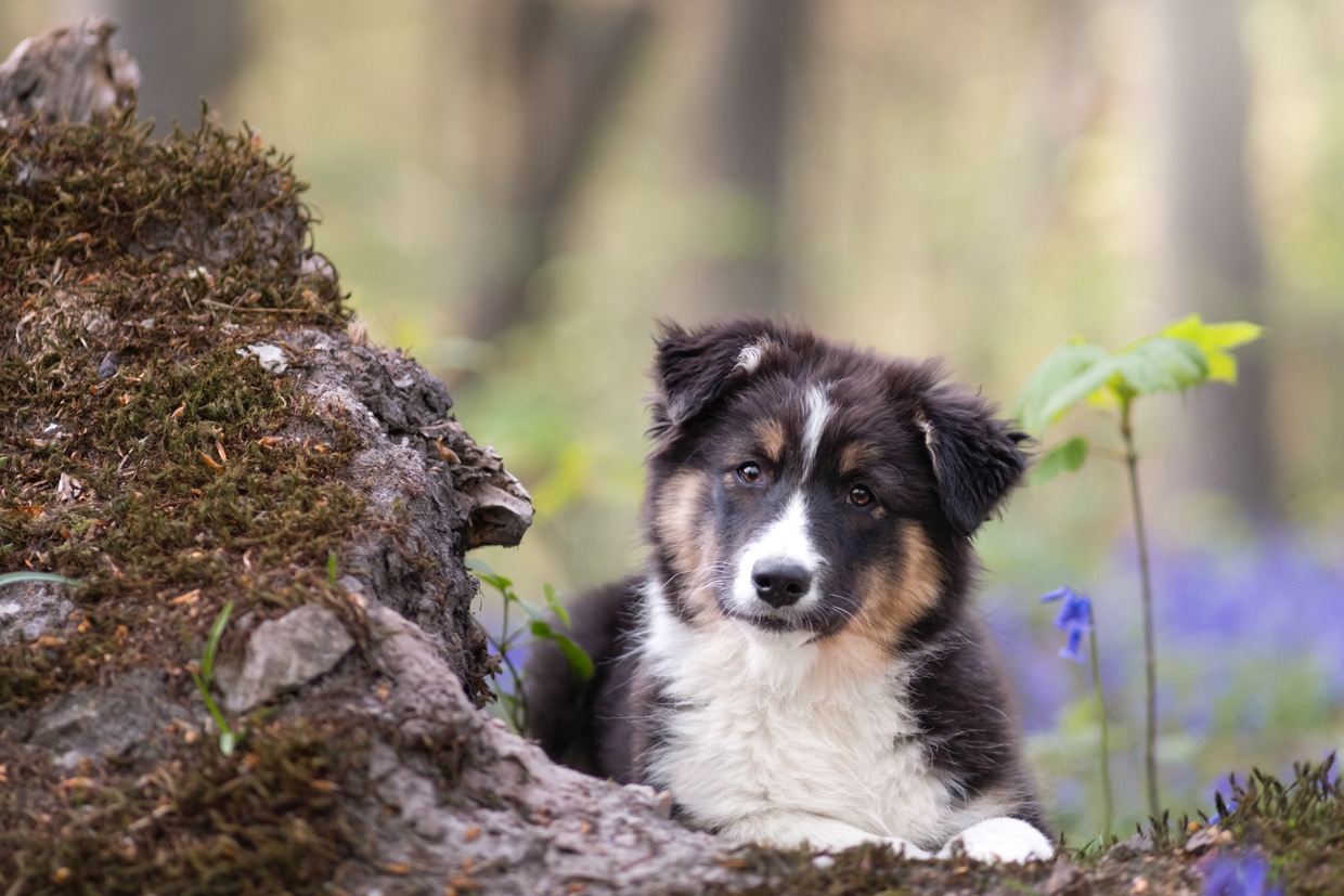 Portraits canins et félins — photographie de Yannic Hobé