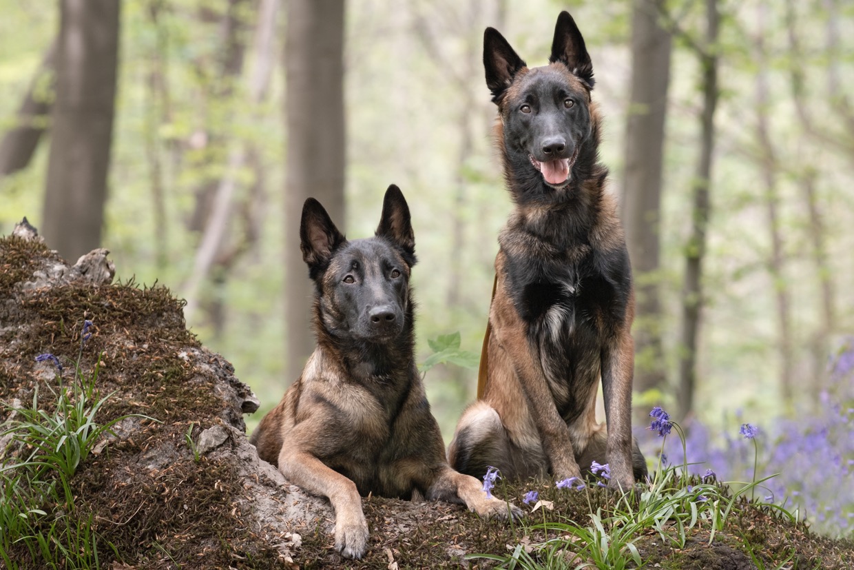 Portraits canins et félins — photographie de Yannic Hobé