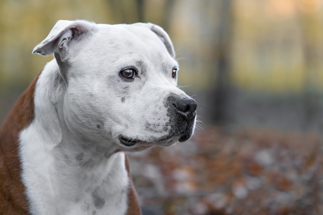 Portraits canins et félins — photographie de Yannic Hobé