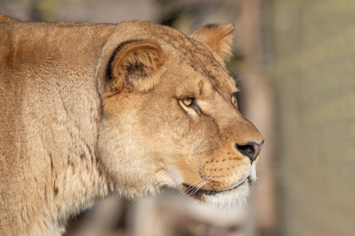 Faune sauvage — photographie de Yannic Hobé