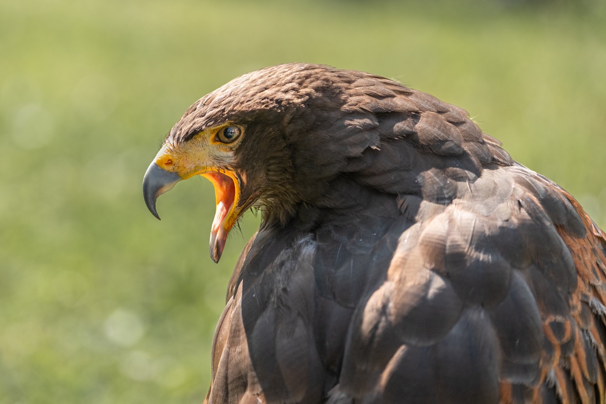 Faune sauvage — photographie de Yannic Hobé