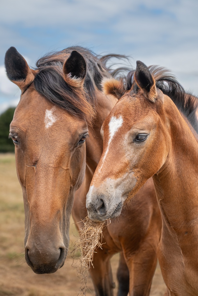 Portraits de chevaux — photographie de Yannic Hobé