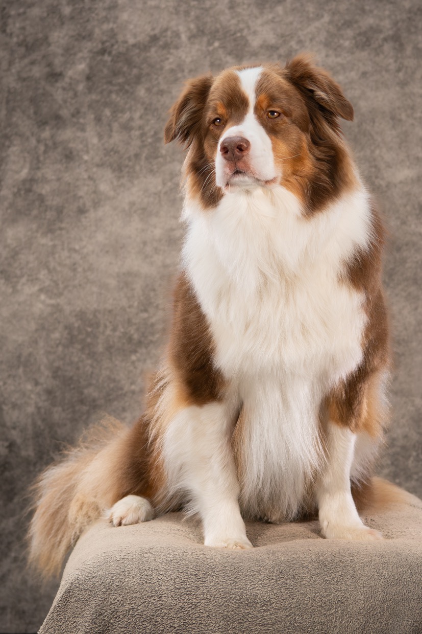 Portraits canins et félins — photographie de Yannic Hobé