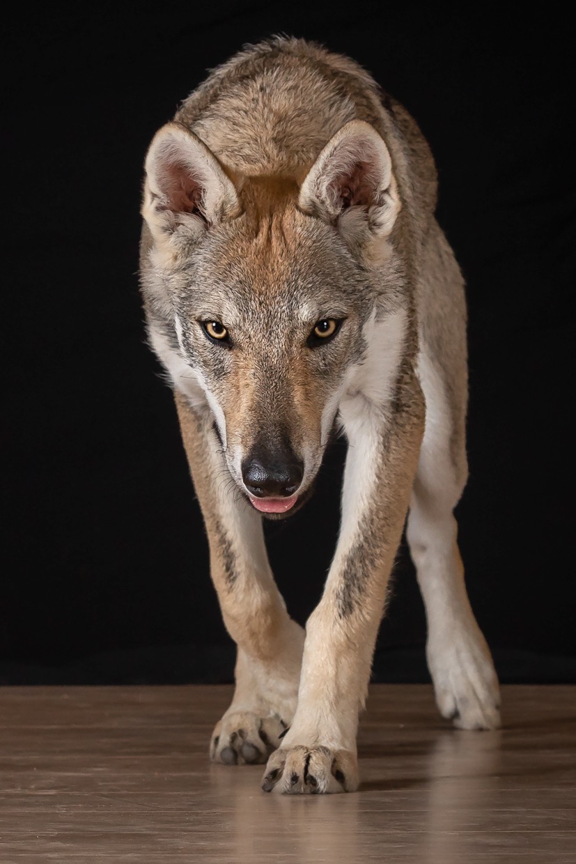 Portraits canins et félins — photographie de Yannic Hobé