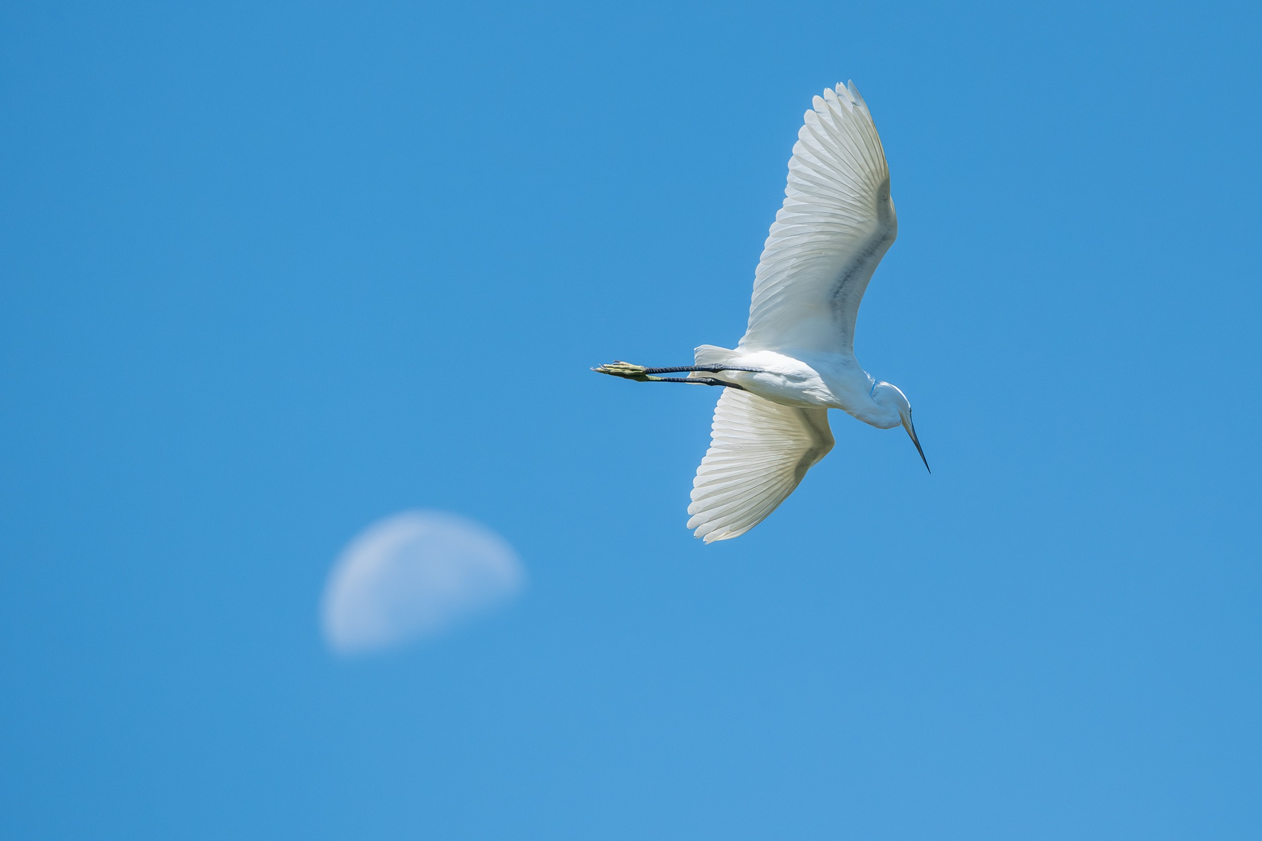 Oiseaux — photographie de Yannic Hobé